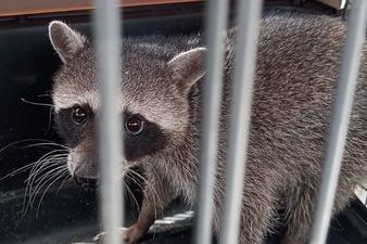  Rescata GEPA a dos perros y reubica a un mapache