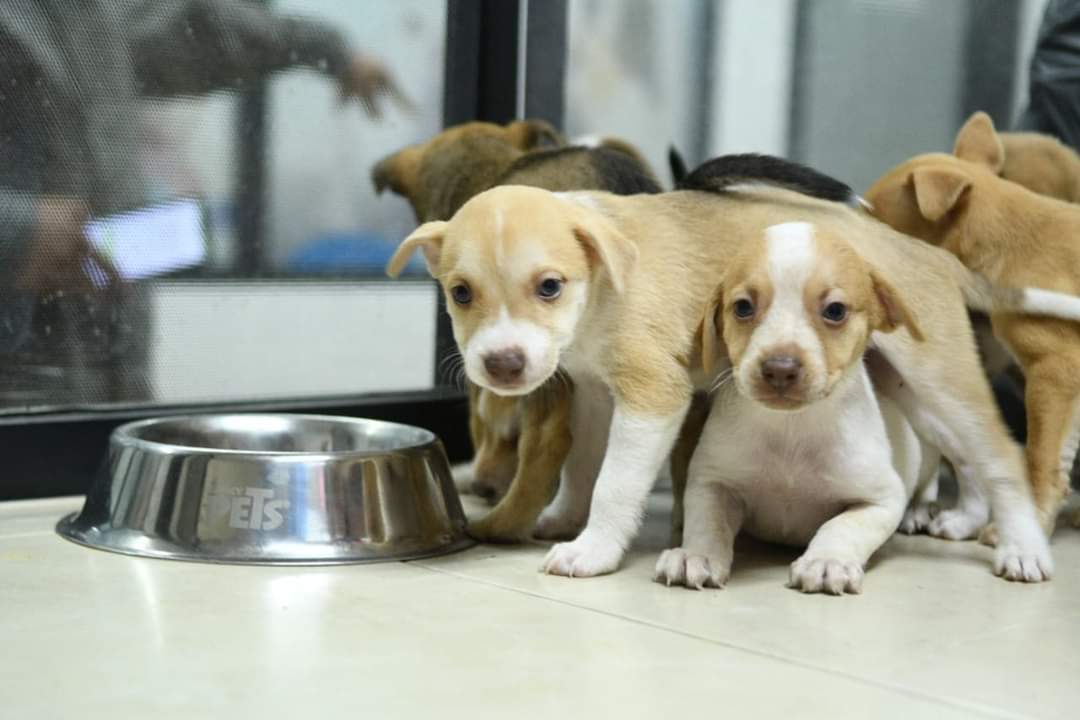   Si vives en la capital del Estado adopta una mascota y lleva felicidad a tu hogar.