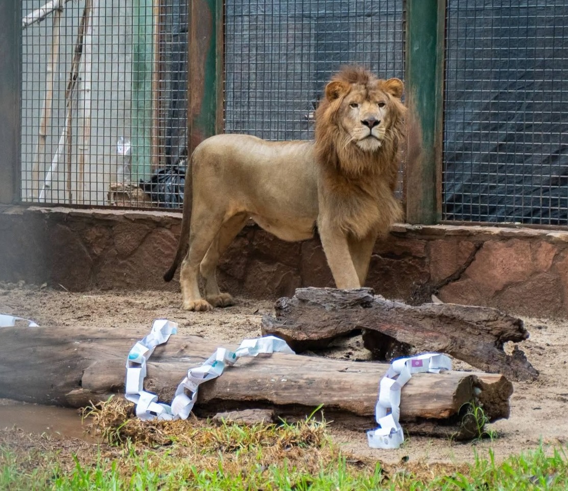         El Zoológico presenta a “Tiki”, león africano que se incorpora a exhibición.  